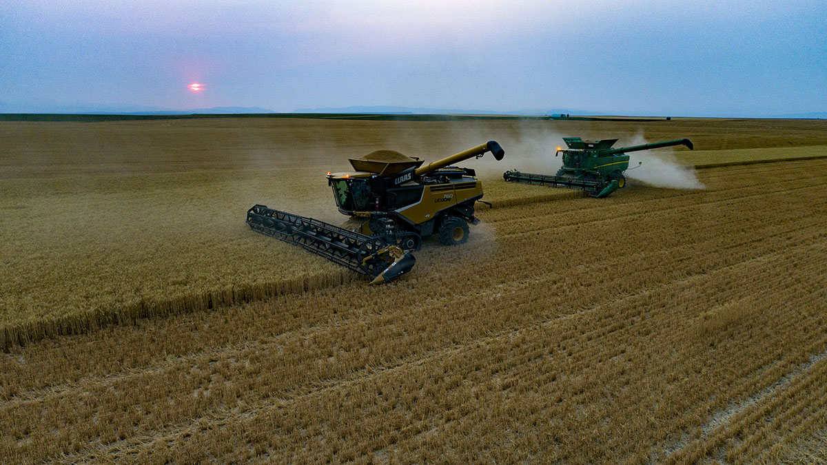 Montana Wheat Harvesting | Aug 2020