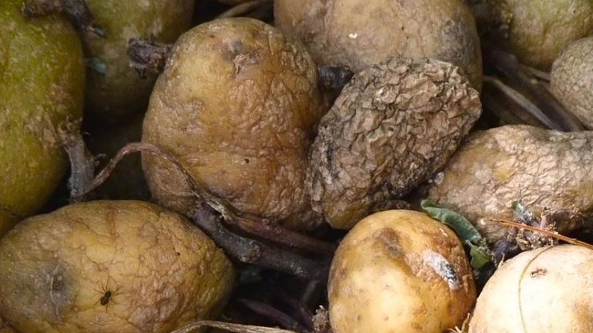 Ugly Potatoes Find New Life in Vodka